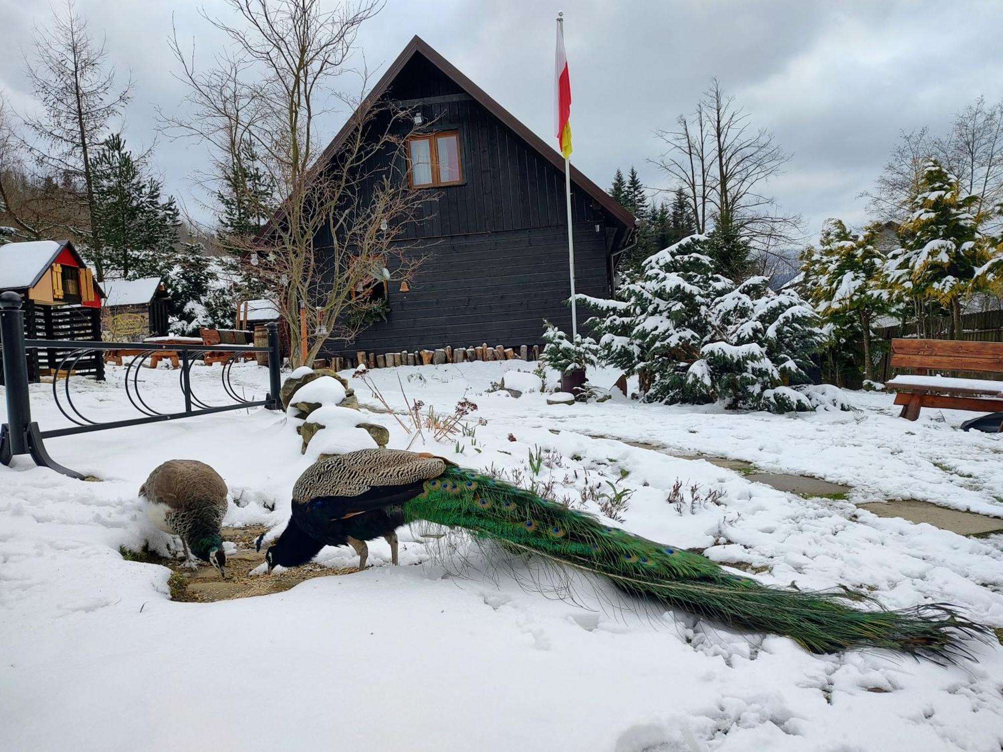 Beskidzka Ostoja Koszarawa Luaran gambar